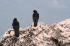sguardi volanti sguardi volanti