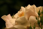 candida rosa candida rosa