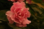 rosa rosae rosa rosae