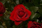 love love