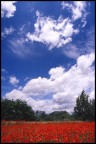 papaveri e nuvole
