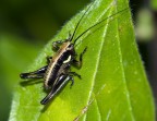 Grillo (Prima Macro) Grillo (Prima Macro)