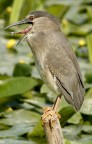 Renzo- Niticora immatura Renzo- Niticora immatura