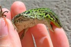 Predatori e prede Predatori e prede