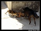 Quando si mangia non si litiga! Quando si mangia non si litiga!