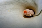 fiore fiore