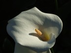 calla