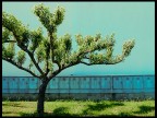 Albero su sfondo urbano Albero su sfondo urbano