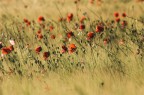 poppy fields for ever poppy fields for ever