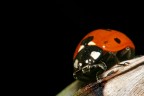 Coccinella