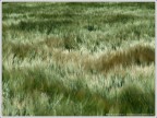 Grano al Vento Grano al Vento