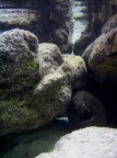 incavolata incavolata