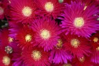 rosso/rosa rosso/rosa