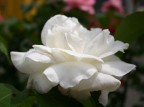 White queen White queen