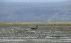Gazzella Solitaria Gazzella Solitaria