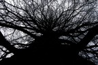 Albero Albero