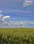 grano e nuvole grano e nuvole