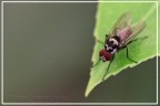Mosca Mosca