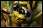 Libellula Libellula