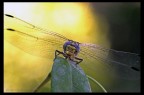 Libellula Libellula