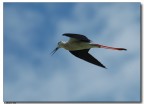 Cavaliere in volo Cavaliere in volo