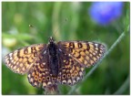 Melitaea cinxia (Nymphalidae)!