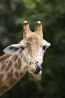 Giraffa Giraffa