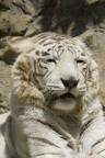 Tigre Bianca Tigre Bianca