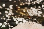 metalic dragonfly metalic dragonfly