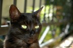 Miao#01 Miao#01