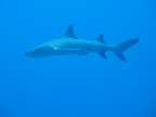 white tip shark
