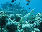 acquario? no, splendida realta'! acquario? no, splendida realta'!
