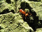 Formica rossa Formica rossa