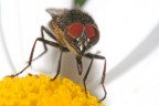 Moschina Moschina