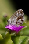 Farfalletta Farfalletta
