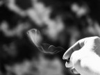 Solid Smoke Solid Smoke