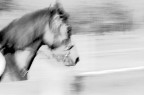 Cavallo al trotto