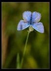 Fantasie blu Fantasie blu