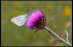 Butterfly cartoon Butterfly cartoon