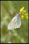Venature al sole Venature al sole
