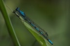 Libellula interista Libellula interista