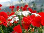 bianco e rosso bianco e rosso
