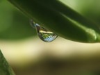 la pianta in una goccia la pianta in una goccia
