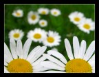 se ci provi ti tiro un petalone! se ci provi ti tiro un petalone!