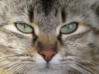 Gattone Gattone