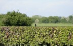 Solitario Solitario