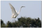 Airone Bianco Airone Bianco