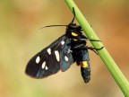 Syntomis phegea