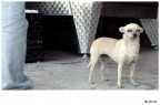 db.canino db.canino