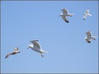Volare Volare